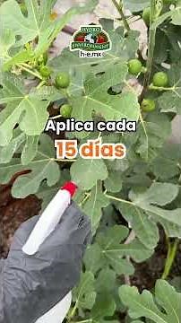 Pests on your plants? Potassium soap for aphids, whitefly, and mealybugs