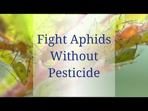 Control Aphids without Pesticide