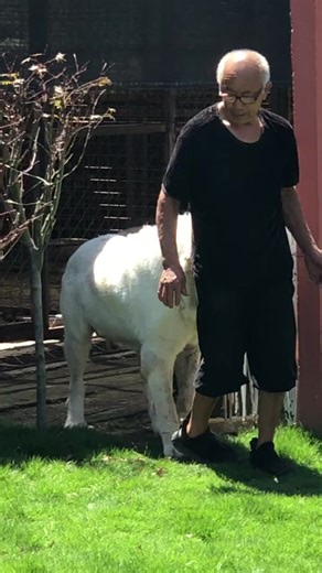 #dog #dogs #funnydogvideos #dogsvideo #foryou #foryoupage #bigdog #funnydogvideo #doglove #dogsoftiktok #fyp #dogvideo #dogvideosfunny