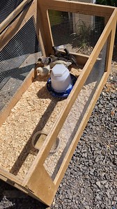 Here is an easy DIY chicken brooder for young or injured chickens, best is it makes more then one, you can almost make 3 from the window cut outs. #modernhomestead #homestead #diy #chickens #brooder #chicks #howto | Modern Homestead | Facebook