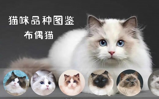 猫咪品种图鉴-----布偶猫