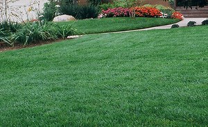 Seed and Fertilizer ~ Orange County Sod Farm ~ Order Sod 866-775-5455