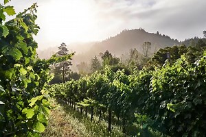 Wine Country is calling. And, we are ready to welcome you. Don't delay, book a stay in one of our private lodges and receive 50% off of your second night. Limited time offer valid on select dates through March 14, 2019. https://calistogaranch.aubergeresorts.com/special-offers/ | Calistoga Ranch, Auberge Resorts Collection