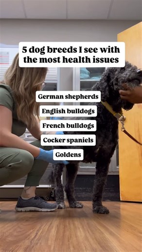 Dr. Hillary Wolfe | Veterinarian | Pet Nutrition on Instagram: "I love them all but they did not win the genetic lottery 🥲 GSDs are prone to many conditions including autoimmune disease, musculoskeletal problems, allergies, and degenerative myelopathy. Bulldogs are prone to eye issues, joint issues, skin allergies and infections, and breathing problems. Cocker Spaniels are prone to skin allergies, ear infections, anal gland problems, dry eye, and autoimmune disease. Goldens are prone to 