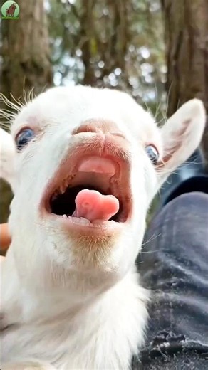 🐐 Cute Baby Goat Sounds | Real Baby Goat Calling Compilation 2026 ❤️