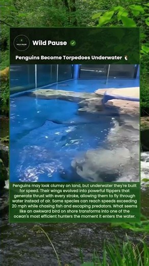 Penguins Are Faster Than You Think 🐧 #shorts