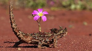 How Does a Thorny Devil Walk?
