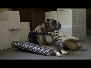 This Dog at a Maryland Winery Will Deliver Wine to Your Car to Promote Social Distancing