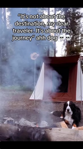 Camping Adventures with Your Dog in Nature