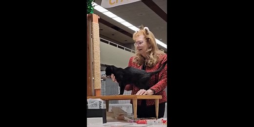 Cat lashes out at judge during cat show