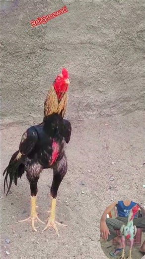 @java asel murga top quality video#video#