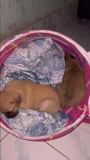 Sleeping puppies ‪@MiniThePug‬ #puppy #mypug #babyanimal #pug #cute #doggielife