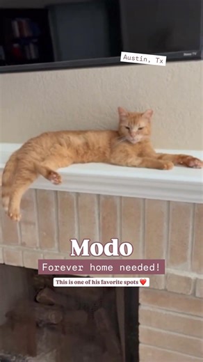 austin cats & dogs rescue