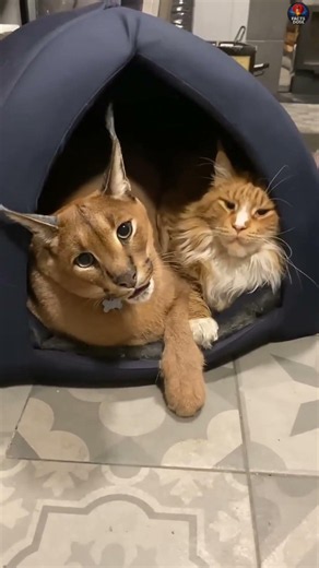 The Most Aggressive Wild Cat? Meet the Caracal! 😱🐱 #shorts #wildlife #trending