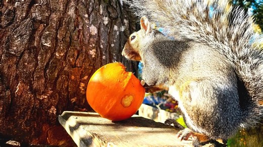 Wild squirrel chose her as family - now she knocks on her window every single day