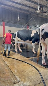 Cleaning the floor at night on the cow farm | Bull Barn Life