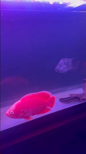 orange oscar fish community tank #oscarfish #greenterror #aquarium