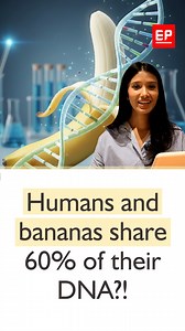 Humans and bananas share 60% of their DNA… yes, seriously. Sounds wild, but here’s the mind-blowing part . Billions of years ago, we all branched out from the same ancient ancestor — humans, plants, fungi, everything. So the next time you peel a banana…remember: you’re more related to it than you think. Nature is weird — and amazing. #DidYouKnow #ScienceNews #InterestingFacts #NatureFacts #BiologyFacts #DNA #Genetics #LearnEveryday | EdPublica