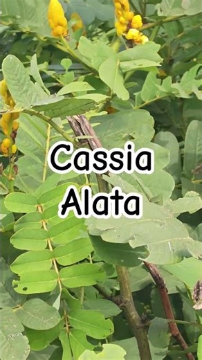 cassia alata tree