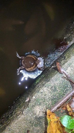 Frog Sounds Compilation - Palakang Bukid in Different Environments