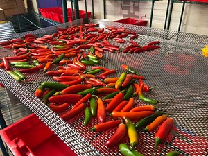 Inside the world’s largest chile pepper farm, found in N.J., of course