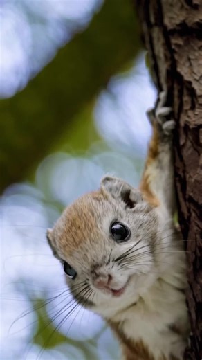 外に出たエゾモモンガの魅力とは