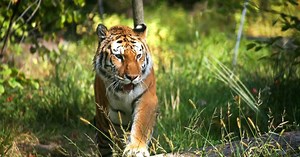 A tiger at the Bronx Zoo just tested positive for COVID-19