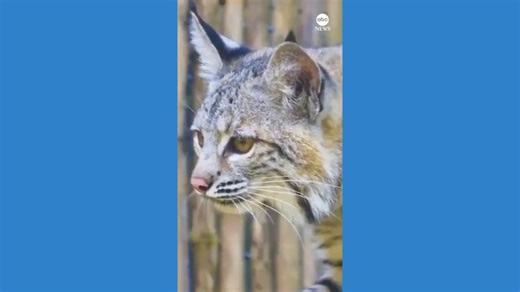 Orphaned bobcat kittens welcomed at New Orleans zoo