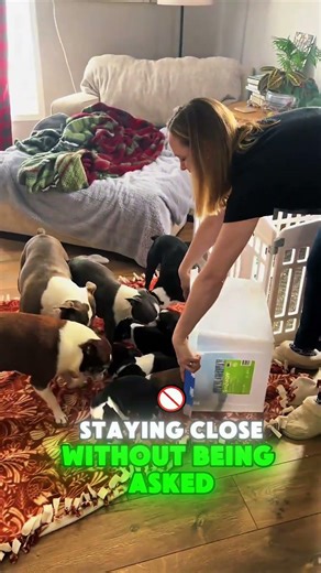 This Boston Terrier Feels Everything 🐶 #animalfacts #animals #bostonterrier