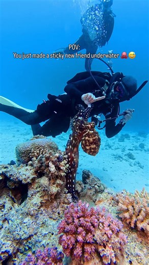 Scuba Earth 🌍 on Instagram: "Not sure if I found the octopus… or if the octopus found me! 😂🐙😍 🎥 : @scuba.earth 🤿 : Diver @hurghadivers 🔦 : @orcatorch D710VMK2 One of the most incredible interactions I’ve had underwater — this curious octopus decided to come say hi and check out my camera & diving computer! Octopuses are insanely intelligent, with problem-solving skills, short-term memory, and yes — three hearts. Encounters like this remind me why I love the ocean so deeply. Respect the re