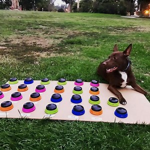 Stella the dog learned to 'talk' and she will change the way you think about pets