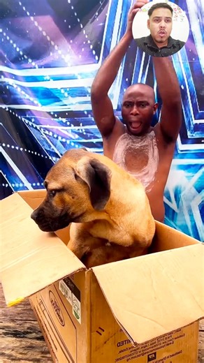 44K views · 298 reactions | The crazy magician performed incredible magic with dogs and boxes 勞彩 #viral #magic #magicvideo #magicshow #reels #reelschallengereelschallenge #magician | Amir Hasan | Facebook