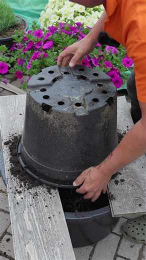 Checking the root system of my lavender