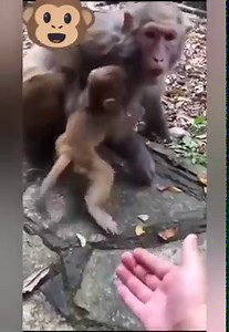 Funny monkey will make you laugh 😂 | FunFigure