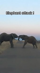 Elephants fighting and baby elephants behind 😱 on the livestream !! | Josh Stanley