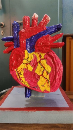 Heart 3D model science project