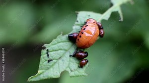 colorado potato beetle eating potato leaves, potato damage, macro Stock Video