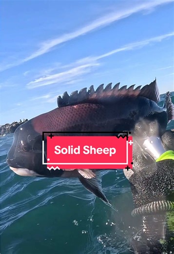 Spearfishing san clemente for Sheephead from shore. #spearfishing #fishing #sanclemente #speargun #californiafishing @oceanammo