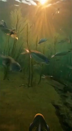 What Happens When You Put a GoPro on a Fish? (Surreal Discovery)