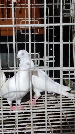 Budapest Highflyer pigeons #budapest #tipplers #worldwide #birminghamrollerpigeons #pakistani