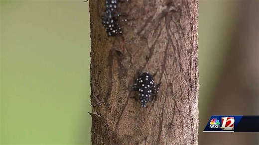 Spotted lanternfly found in Triad backyard; what to know about the invasive pest