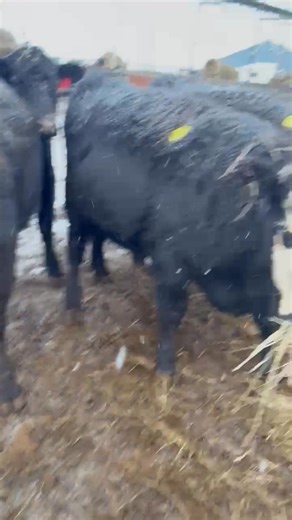 Herreid Livestock on Reels