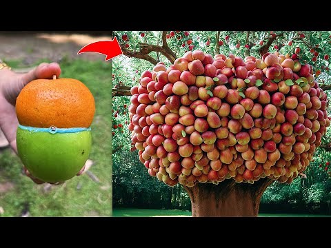 How To Grafting Apple with Orange Tree To Make Amazing Fruit