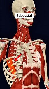 Subcostal #muscle #anatomy 🏋️‍♀️💪 | Dr. Ishtiaque Arafat