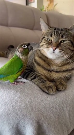 Playful Parrot Provokes Grumpy Cat: A Hilarious Pet Encounter