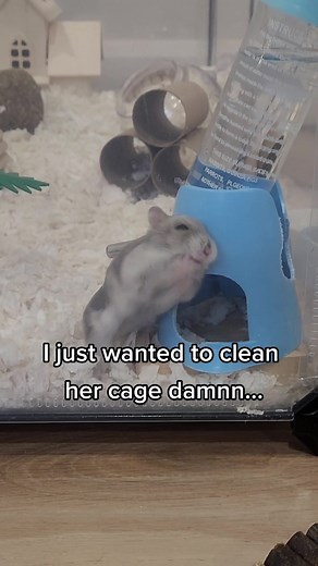 sending her back to the sewers where she belongs 💀#petlover #hamster #rat #cutepet #love #smallpets #rodent #fight