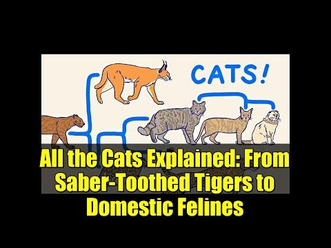 All the Cats Explained: From Saber-Toothed Tigers to Domestic Felines