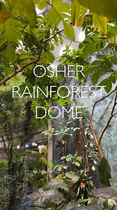 Immerse yourself in all the soothing sights, sensations, and sounds that our newly reopened and renovated Osher Rainforest Dome has to offer — especially the sounds. | California Academy of Sciences