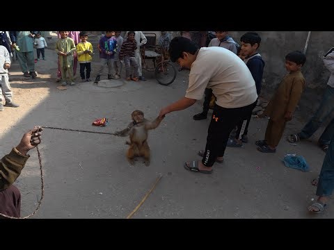 Bandar ka khel | Bandar ka tamasha | बंदर का खेल | monkey full drama | monkey funny video