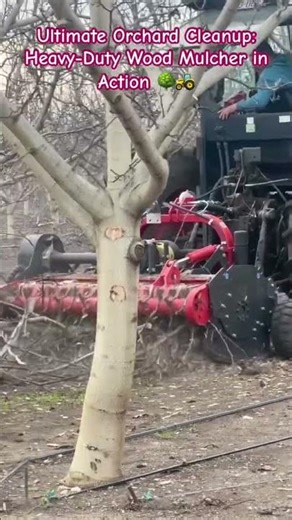 Heavy-Duty Wood Mulcher #Agriculture #HeavyMachinery #OrchardLife #Tractor #WoodMulcher